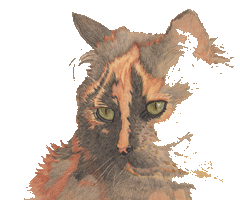 My signature image: a calico cat
